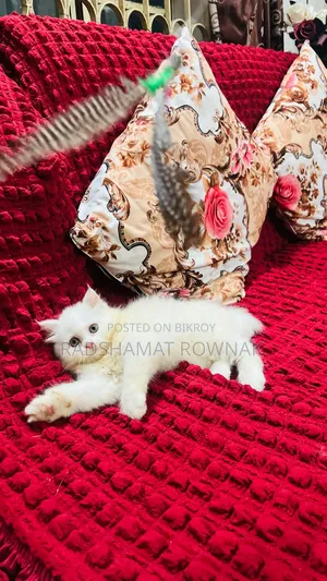 1-3 Months Female Purebred Persian