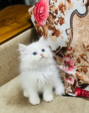 1-3 months Male Purebred Persian