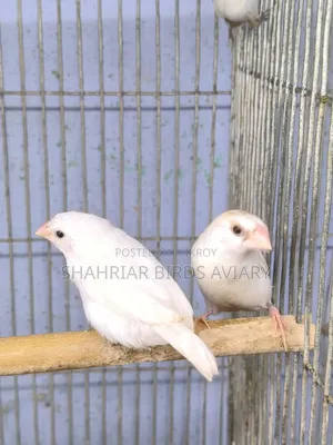 White Bengali Finch Bird