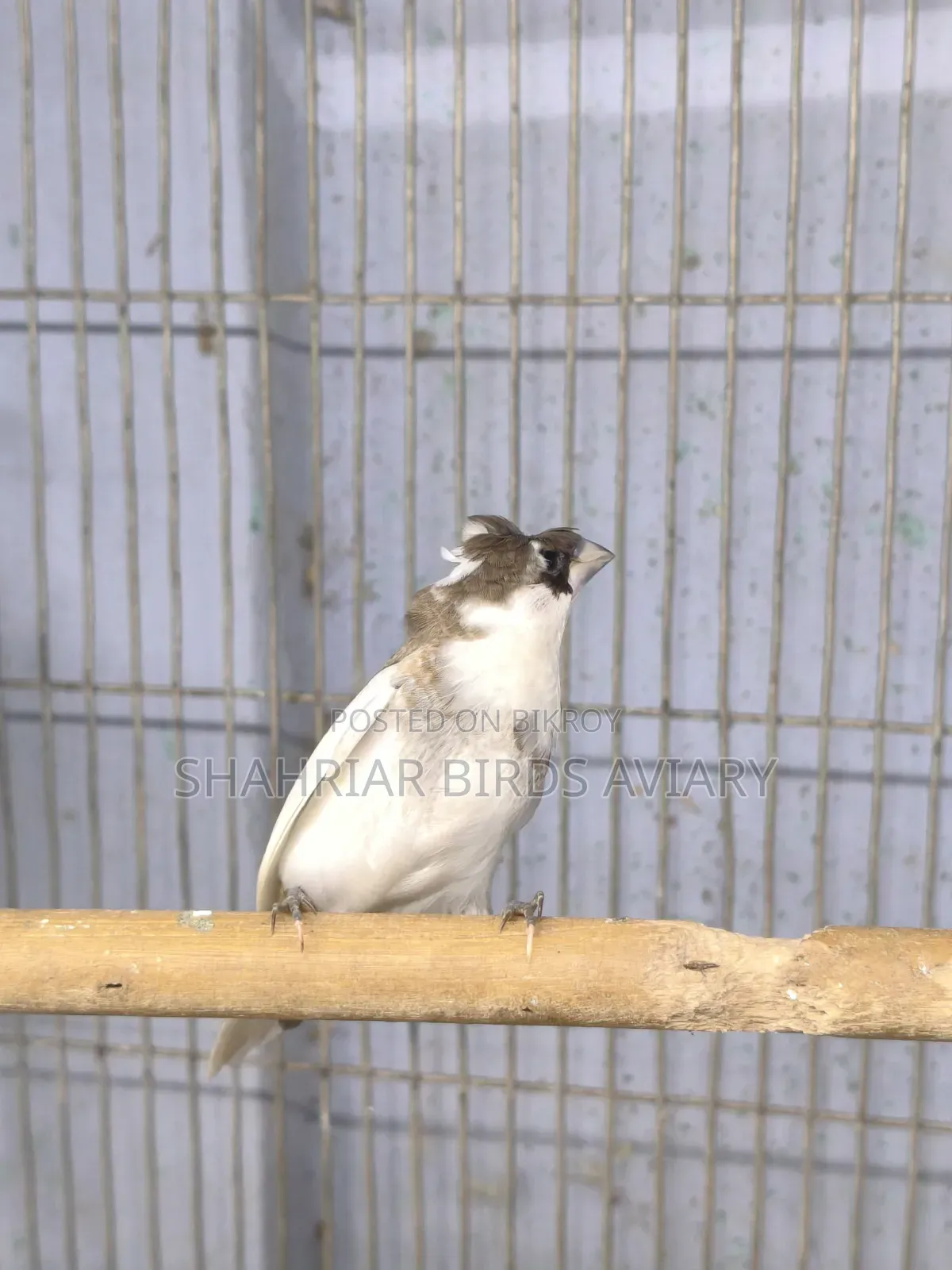 Crested Society Finch
