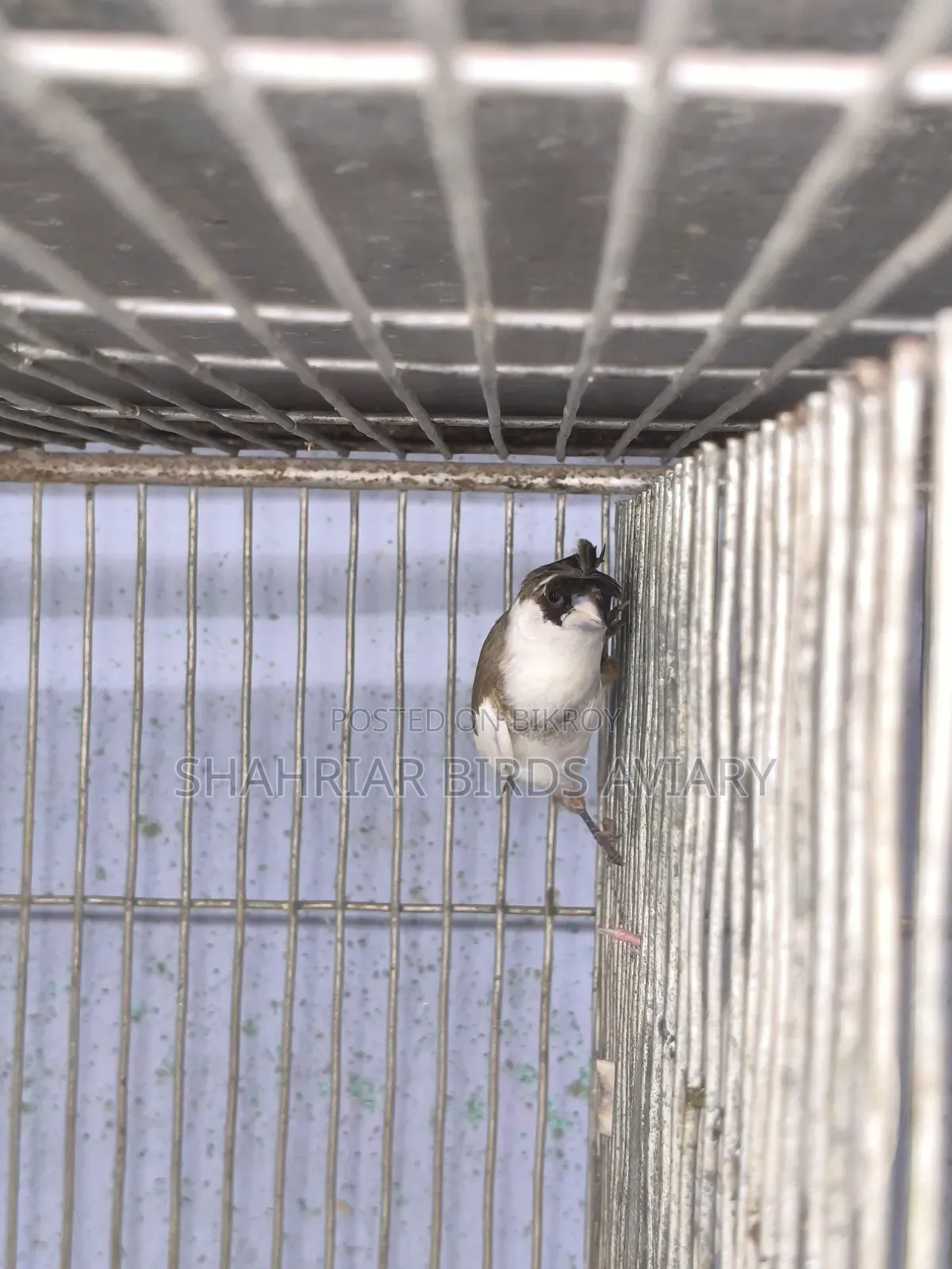 Crested Society Finch