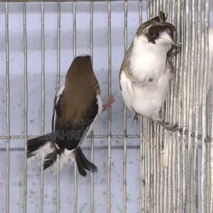 Crested Society Finch