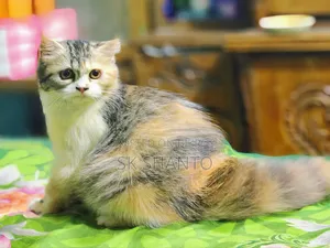 6-12 Months Female Mixed Breed Persian Cat