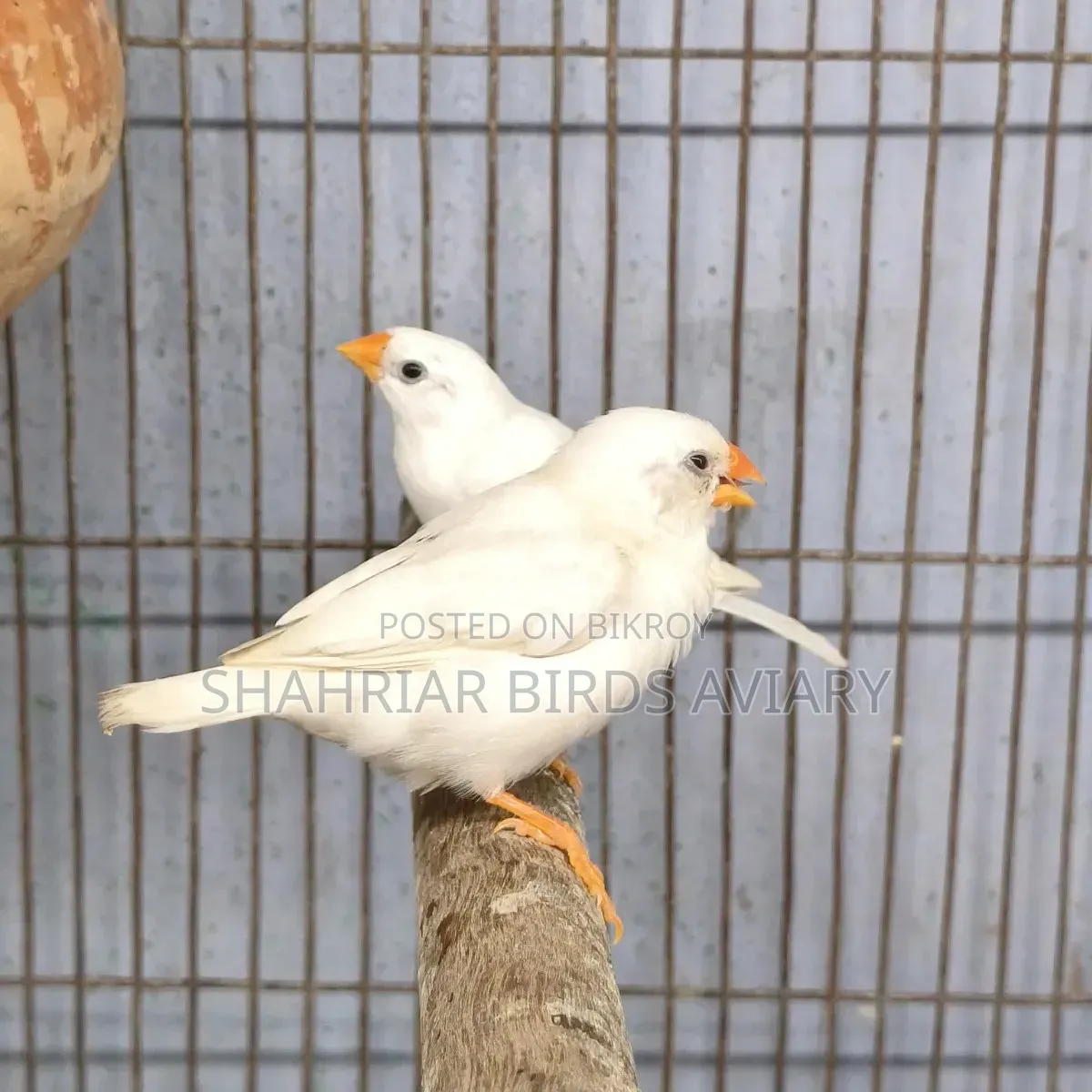 Zebra Finch White