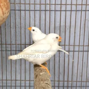 Zebra Finch White
