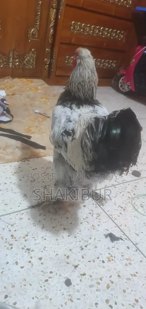 ব্রহ্মা চিকেন