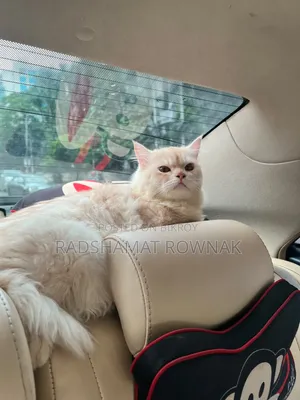 6-12 Months Male Purebred Persian