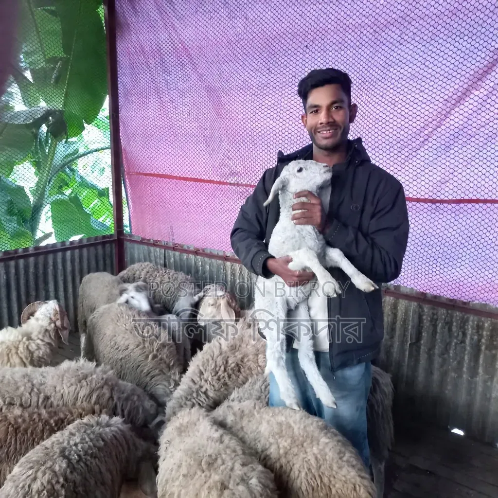 গাড়ল ও ভেড়া ভেড়ী