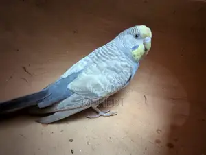Budgie Bird
