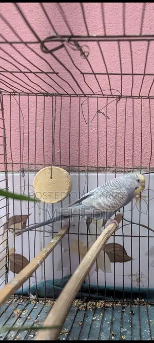Budgie Bird