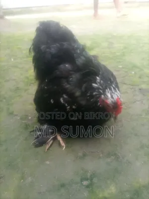 সিলভার কোচিং মেল বিক্রি হবে
