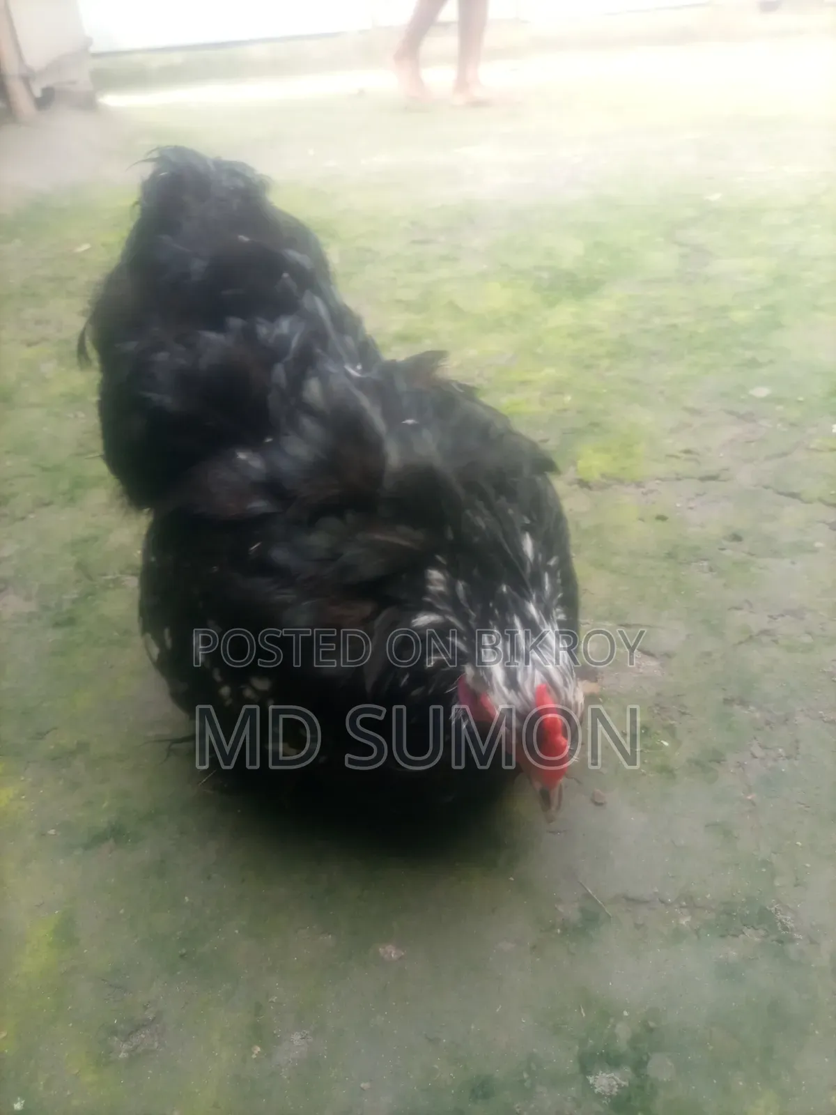 সিলভার কোচিং মেল বিক্রি হবে