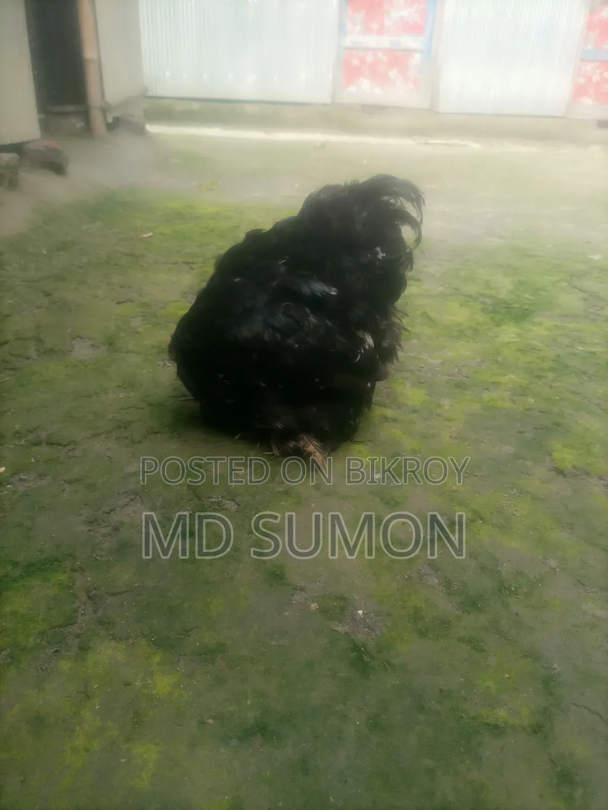 সিলভার কোচিং মেল বিক্রি হবে