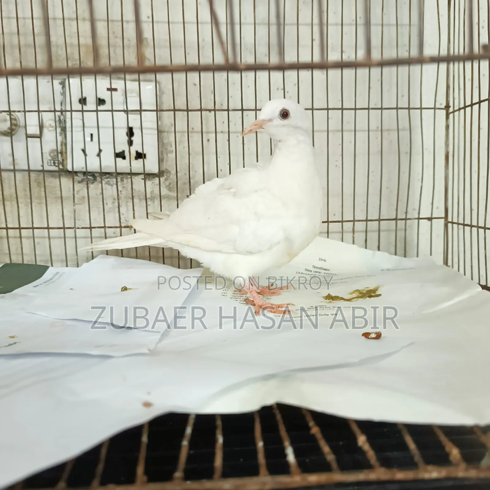 এক পিস ঘুঘু পাখি বিক্রি হবে।