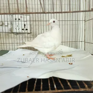 এক পিস ঘুঘু পাখি বিক্রি হবে।