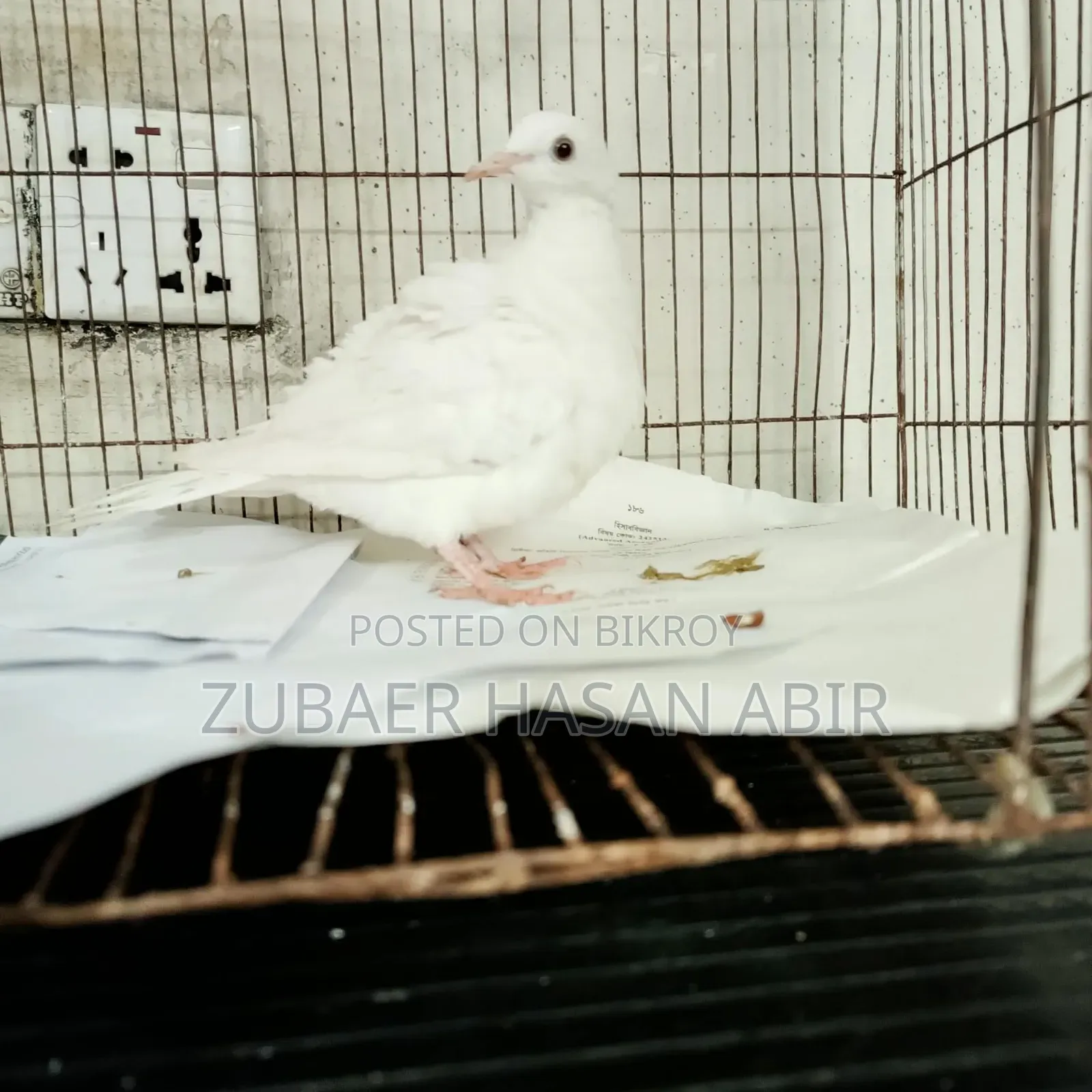 এক পিস ঘুঘু পাখি বিক্রি হবে।