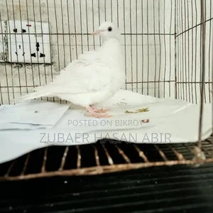 এক পিস ঘুঘু পাখি বিক্রি হবে।