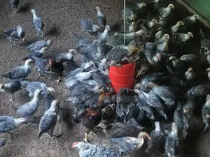৪০দিন বয়সী মিশরীয় পাউমি মুরগি