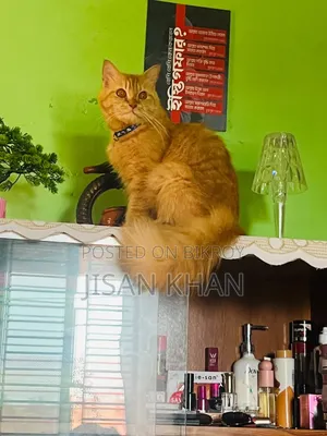 1+ Year Female Purebred Persian