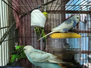 Budgerigar Sell