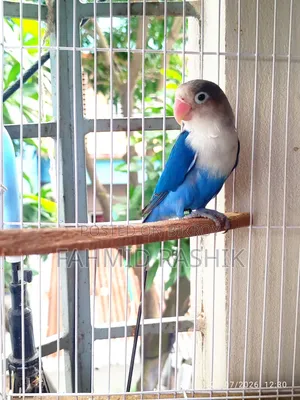 Beautiful and Healthy Love Bird Pair/Bird Sale