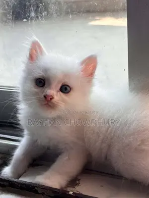 3-6 Months Male Purebred Persian