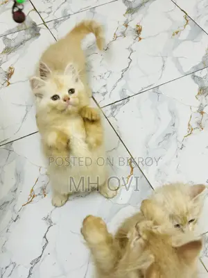 1-3 Months Female Purebred Persian