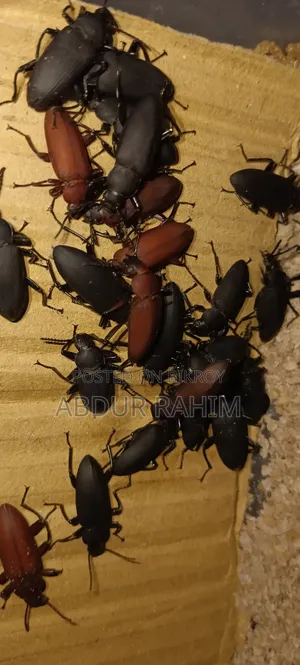 মাদার বিটল ১০০ পিচ।