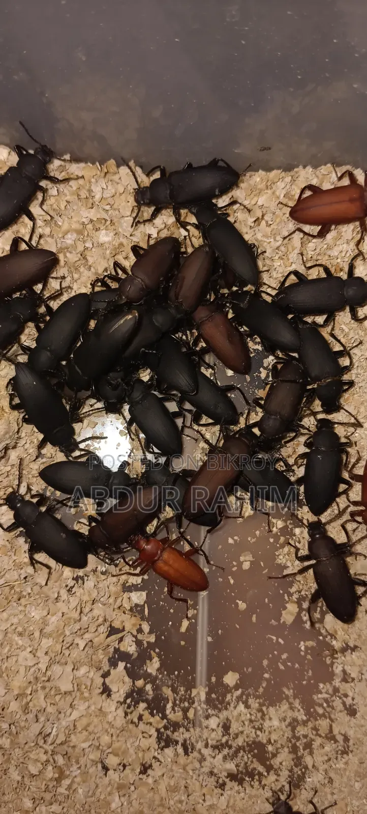 মাদার বিটল ১০০ পিচ।