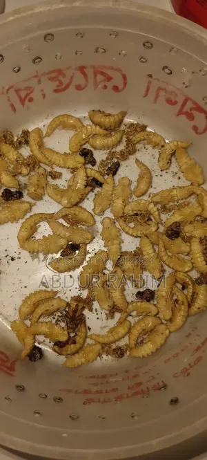 মাদার বিটল ১০০ পিচ।