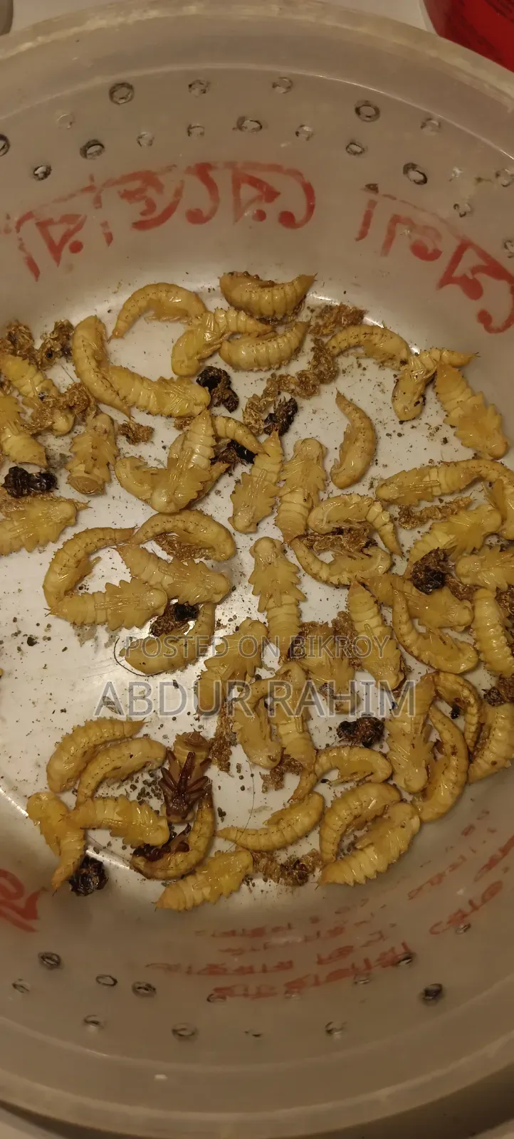 মাদার বিটল ১০০ পিচ।
