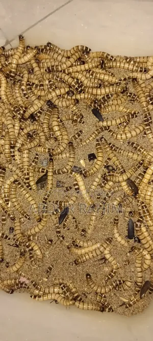 মাদার বিটল ১০০ পিচ।