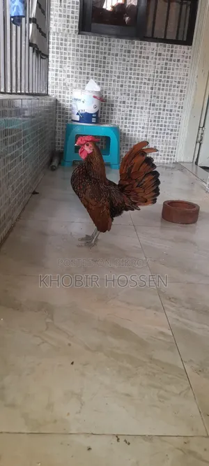 উন্নত মানের গোল্ডেন সেফ রাইট মোরগ বিক্রি হবে