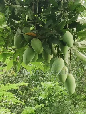 আম বারি-৪
