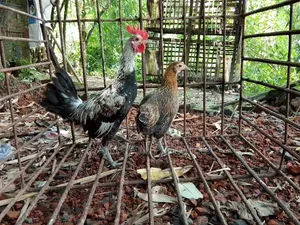 জঙ্গল ফাউল এফ১ ব্রিড অথবা মোরগ+মুরগি