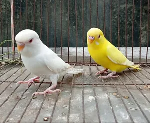 Lutino and Albino Red Eye Budgie