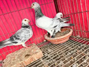 A Pair of Running Grizel Pigeons with a Baby, Currently Laying Eggs Again