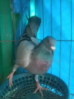 সবজি রেসারের একটি সিঙ্গেল নড় বিক্রি করা হবে