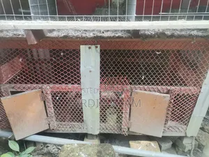 একটি মজবুত হাঁস মুরগীর খাঁচা