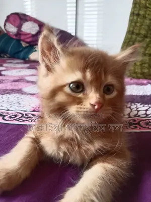 1-3 Months Female Mixed Breed Persian Cat