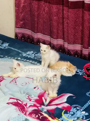 1-3 Months Male Purebred Persian Cat