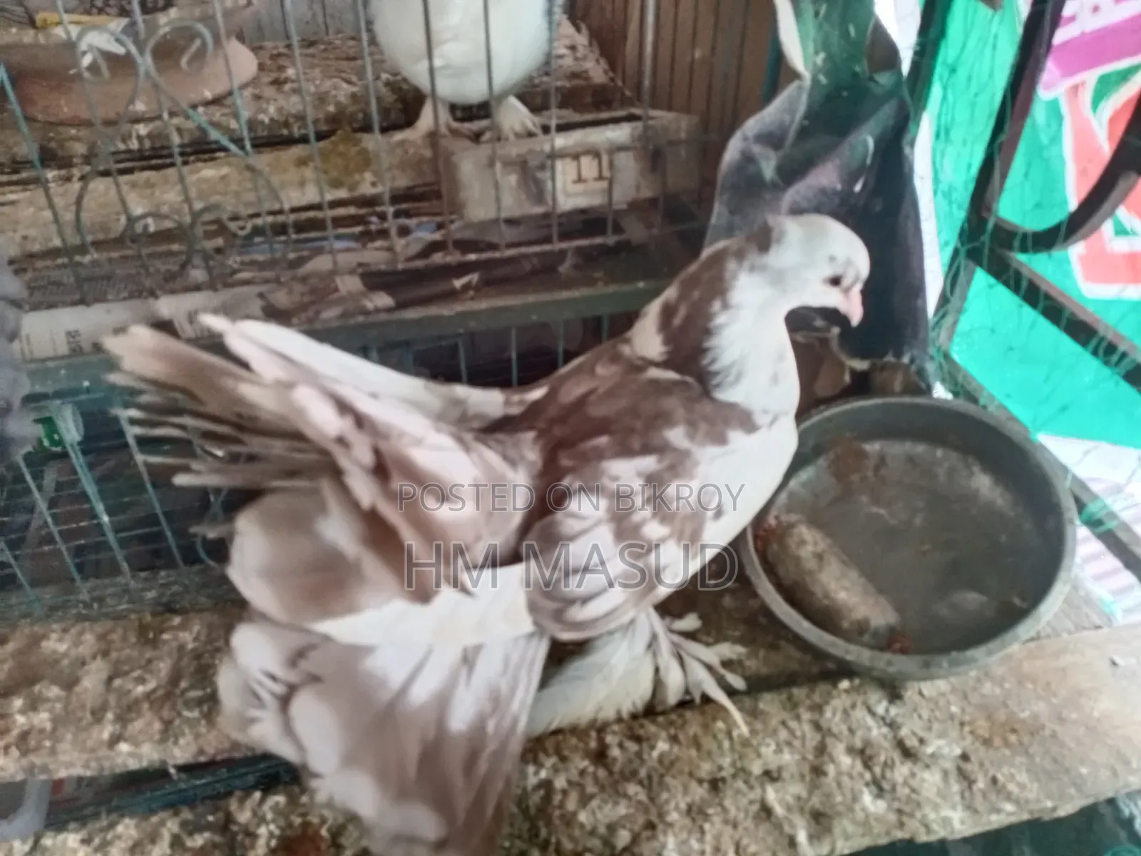 Lakkha Pigeon