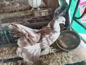 Lakkha Pigeon