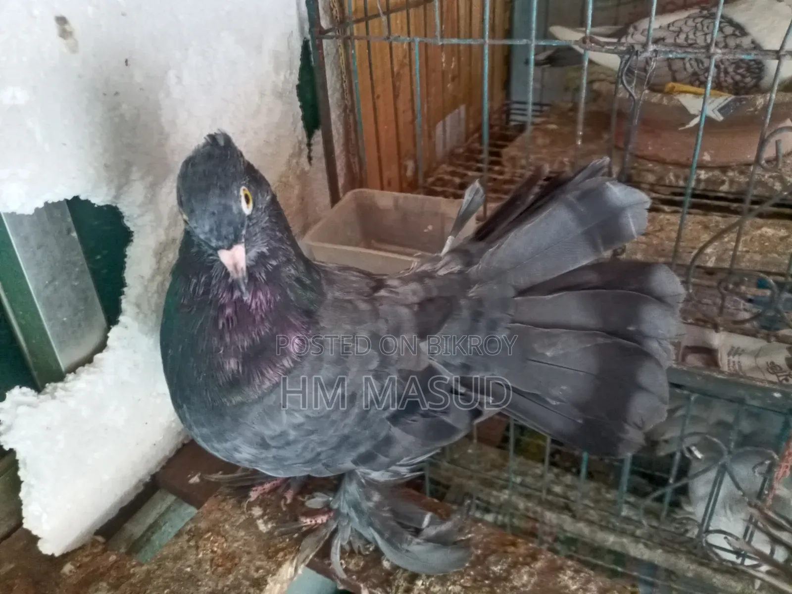 Lakkha Pigeon