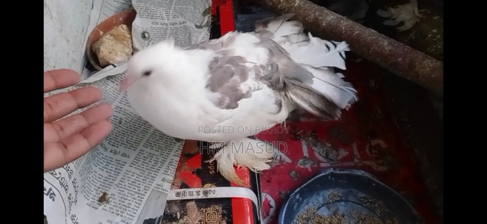 Lakkha Pigeon