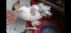 Lakkha Pigeon
