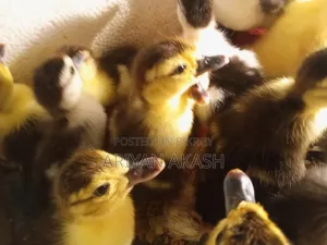 চিনা হাঁসের বাচ্চা বিক্রি হবে