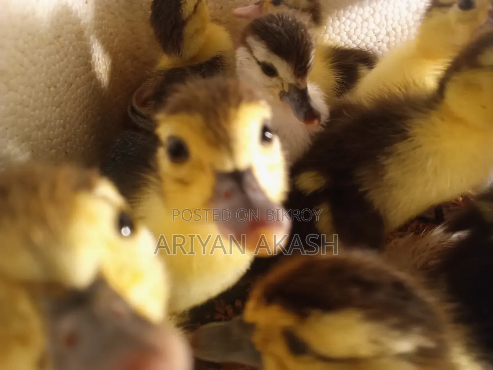 Muscovy duck chicks for sale