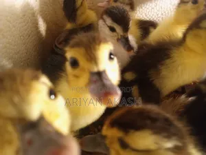 Muscovy duck chicks for sale