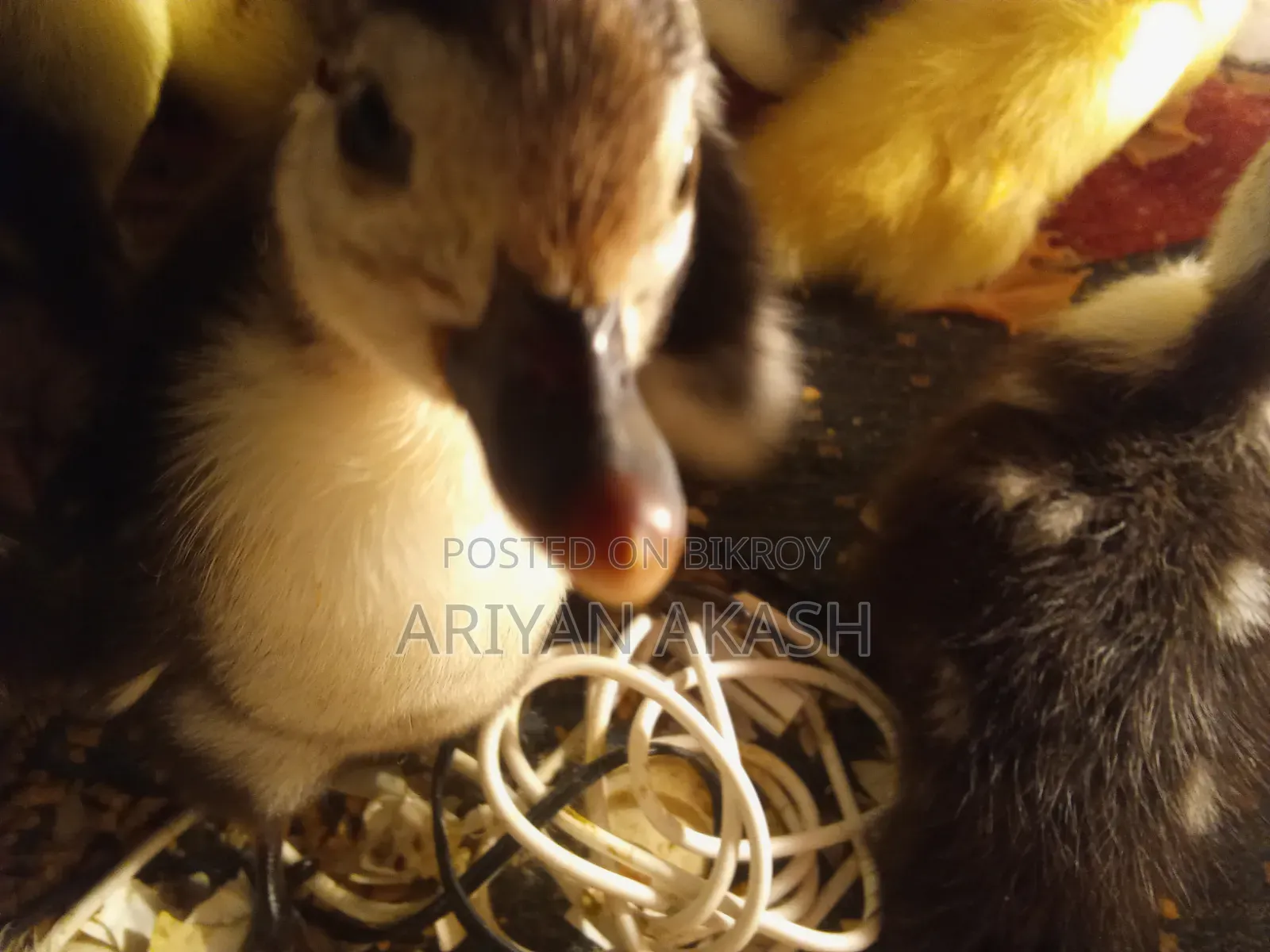 Muscovy duck chicks for sale